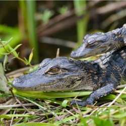 Phillip and Patricia Frost Museum of Science